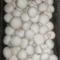 اجاره-سالن-قارچ