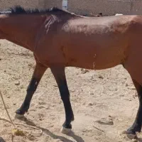 اسب کالسکه ،درشکه