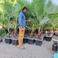 فروش انواع نهال درختان گرمسیری و زینتی
