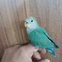 طوطی برزیلی فول دستی