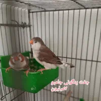 فنچ جامبون وپنکونی وکینگ ونرگسی|پرنده|رباط‌کریم, شترخوار|دیوار