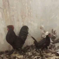 دو عددمرغ تخم کن ویک عدد خروس لهستانی|حیوانات مزرعه|قزوین, |دیوار