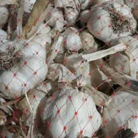 سیر محلی الشتر