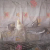 جوجه عروس هلندی