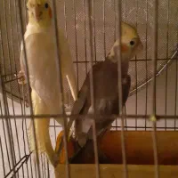 عروس هلندی ۱۰۰