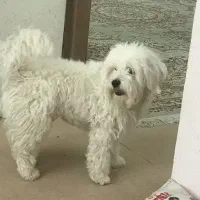 واگذاری سگ اشپرتز تریر