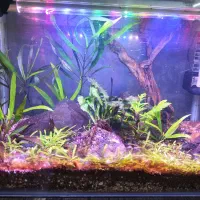 آکواریوم زیبای پلنت