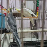 عروس هلندی جفت