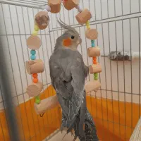 عروس هلندی نر