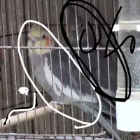 عروس هلندی فروش فوری به پولش نیاز دارم|پرنده|فولادشهر, B7|دیوار