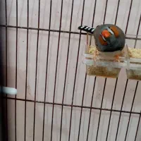 فنچ نر
