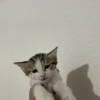 واگذاری بچه گربه رایگان|گربه|صدرا-فارس, فاز ۱|دیوار