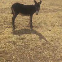 الاغ جوان