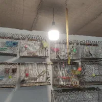 عروس و مرغ عشق