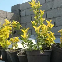 شمشاد طلایی گلدان بزرگ دونه ای ۲۰۰