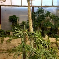 گل و کاکتوس|گل و گیاه طبیعی|چهاردانگه (تهران), |دیوار