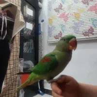 شاه طوطی شاه تخم نر ۶ماهه فول رام دستی|پرنده|تهران, شهرک زینبیه|دیوار