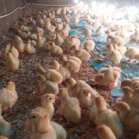 بوقلمون پروار عید