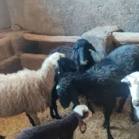 3عدد شیشک|حیوانات مزرعه|محمدیه-قزوین, |دیوار