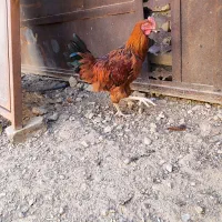 بچ خروس فراشبند