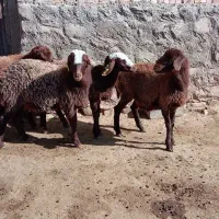 4عددبره ماده هتروسبک وزن|حیوانات مزرعه|سرولایت, |دیوار