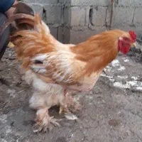 خروس و مرغ برهما یا امپراطور