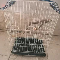 قفس عروس هلندی