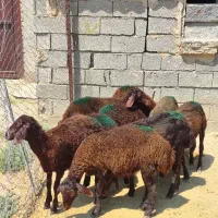 بره ماده های افشاری و قزل افشاری