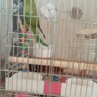 پرنده فروشی