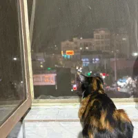 واگذاری گربه کالیکو ماده|گربه|تهران, افسریه شمالی|دیوار