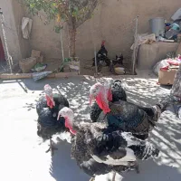 فروش بوقلمون