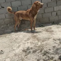 سگ جنکی