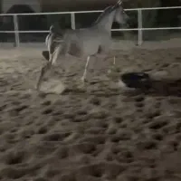 مادیان ۲سر|اسب و تجهیزات اسب‌سواری|قرچک, صالح آباد|دیوار