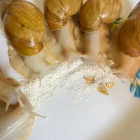 حلزون پروشی آلبینو