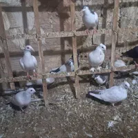 بیست پنچ عدد کبوتر همه رقمه