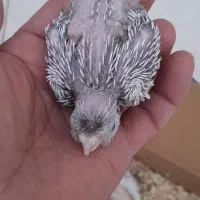 جوجه عروس هلندی سرلاکی|پرنده|داراب, |دیوار