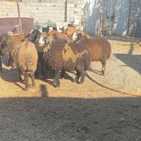 برای قربانی و نذری