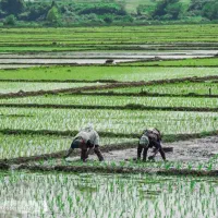 شالیزار سنتی  9 هزار متری در آقا سید شریف