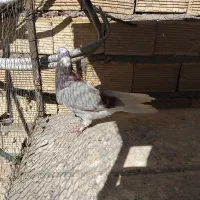 اصفهانی|حیوانات|اصفهان, ارداجی|دیوار