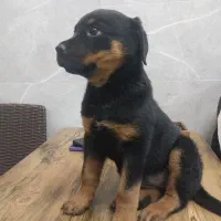 روتوایلر ماده فوری|سگ|فردیس, فردیس|دیوار