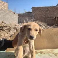 پنج عدد اشپیتز نر و ماده|سگ|کرمان, |دیوار