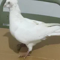 کبوتر رنگی|پرنده|قزوین, |دیوار