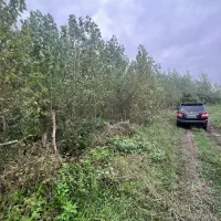 فروش زمین باغ چوب کد۷۷۶