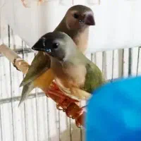 فنچ کراواتی و گلدین|پرنده|برازجان, |دیوار