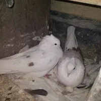 کبوترشونی وطوقی