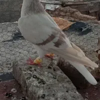 ساده مال بوم