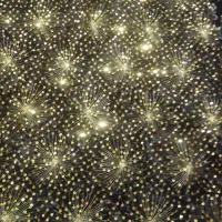 لباس کردی مجلسی|لباس|سرپل ذهاب, |دیوار