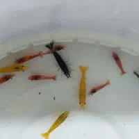 میگو زینتی|ماهی|ملایر, |دیوار