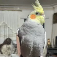 گمشده
