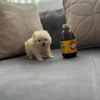 سگ فنجونی واقعی در ایران|سگ|کرج, شهرک بنفشه|دیوار